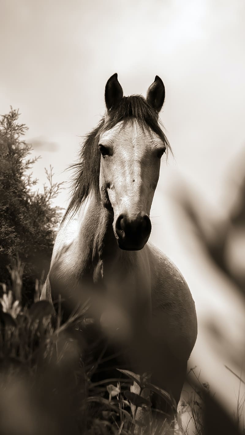 White Horse Gray Scale Background, white horse, gray, scale background, animal, domestic, HD phone wallpaper