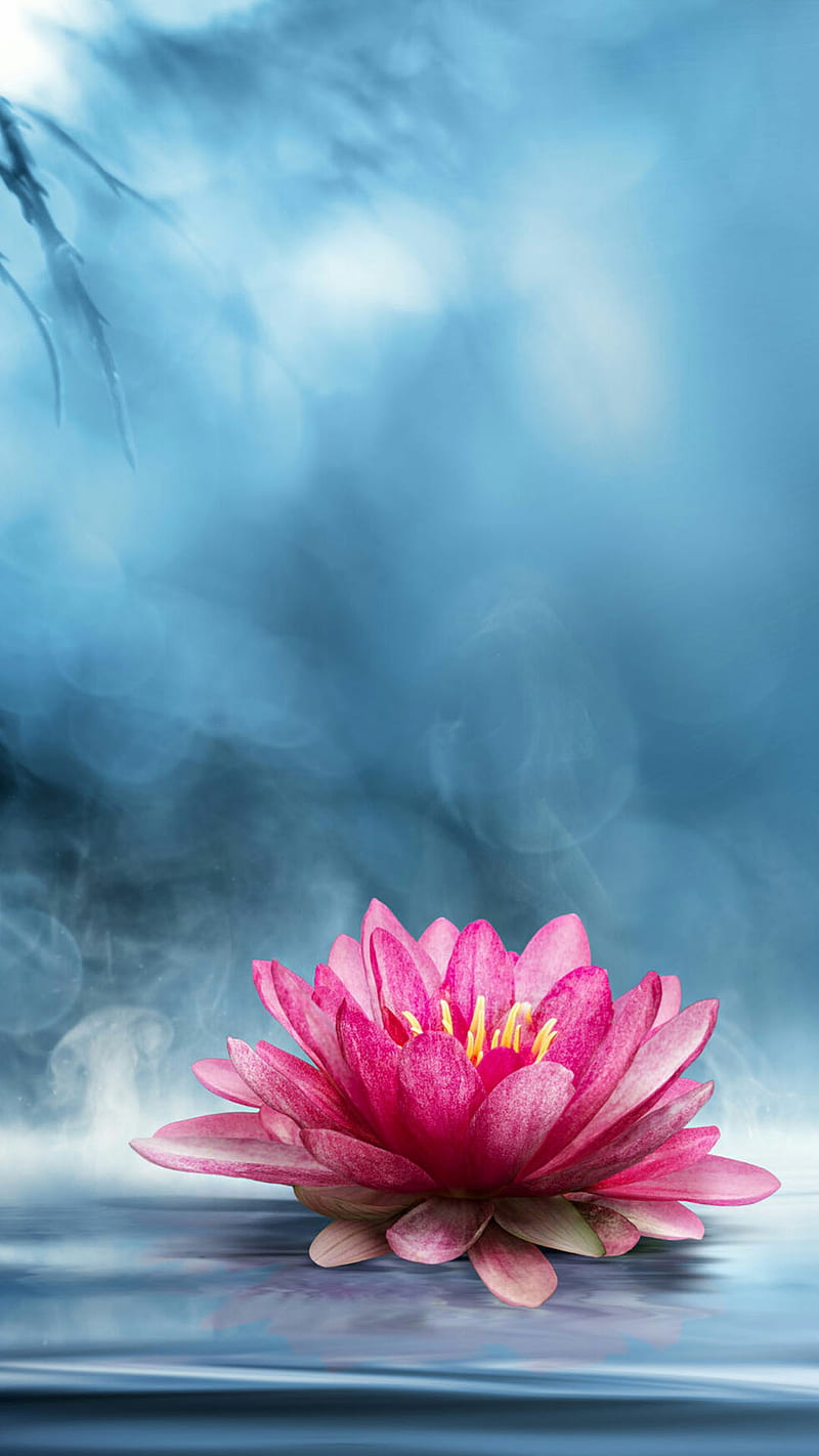 Pink lotus, background, blue, flower, lake, nature, smoke, water, HD phone  wallpaper | Peakpx