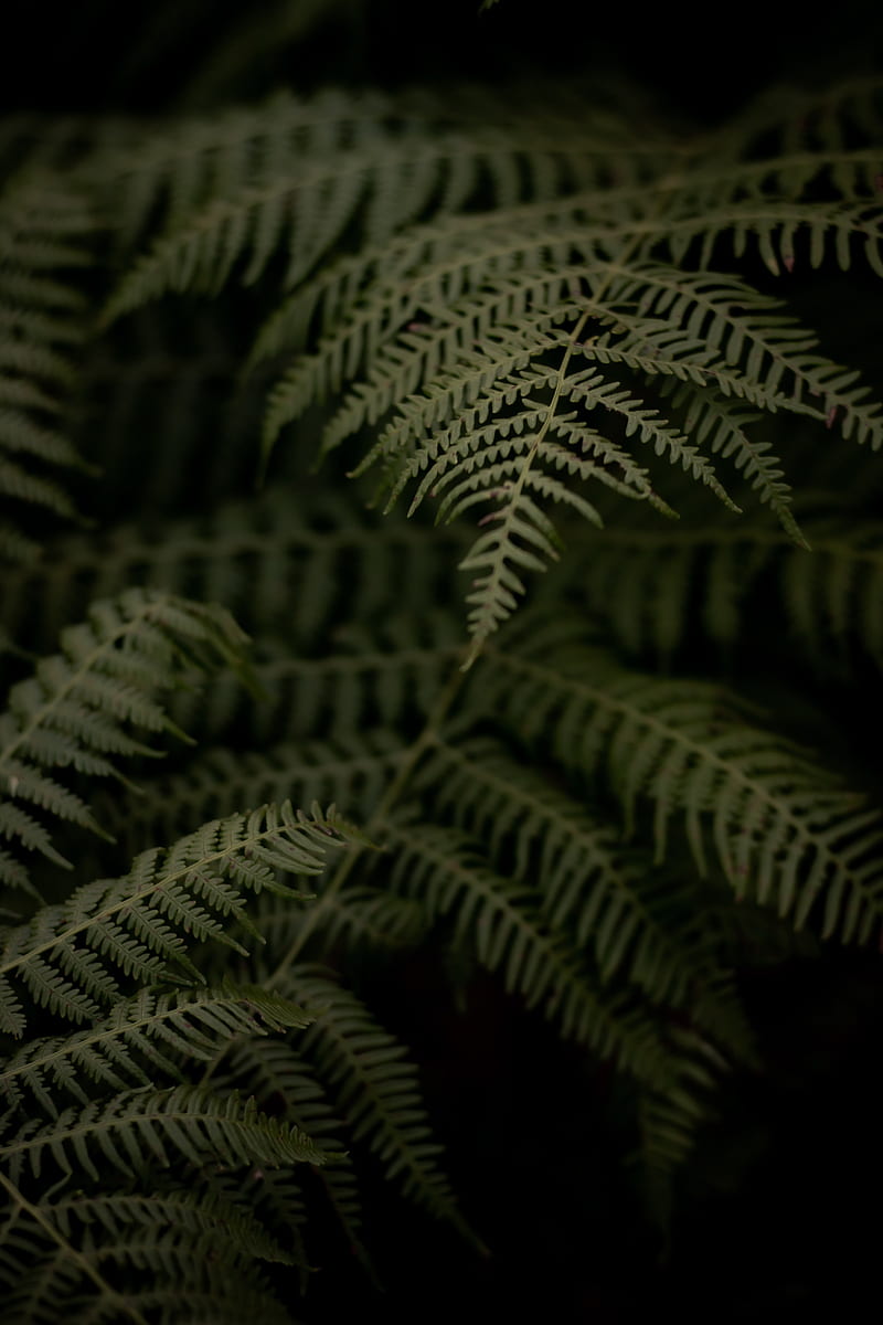 fern, branch, leaves, macro, dark, plant, HD phone wallpaper