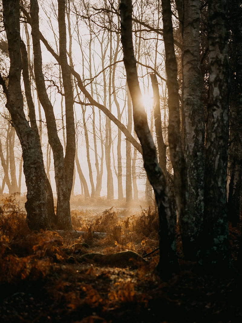 forest, trees, sunlight, fog, nature, HD phone wallpaper