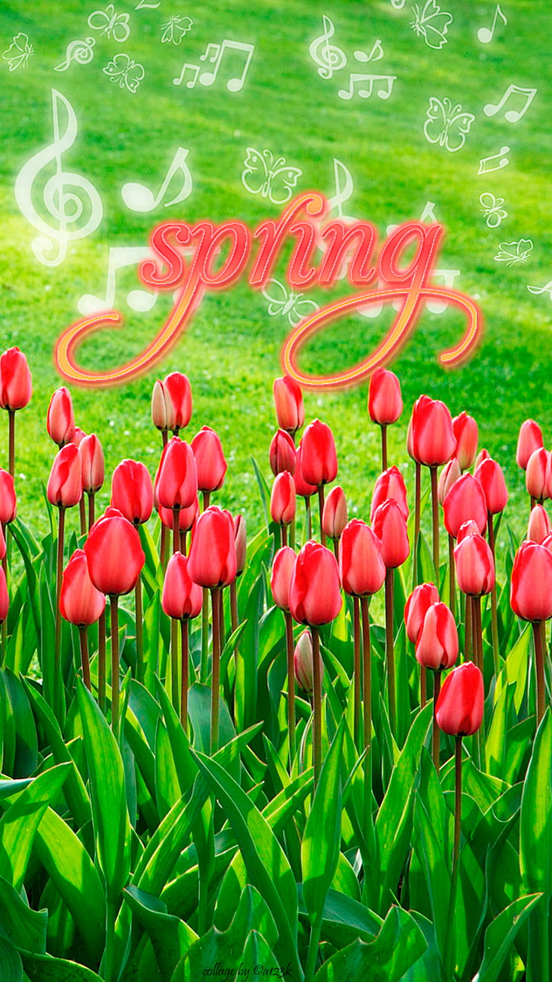 tulips song, grass, green, music, notes, spring, text, HD phone wallpaper