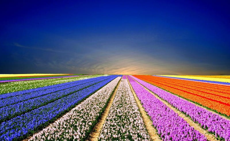 Campo de flores, colorido, esplendor de flores de colores, flores, colores,  naturaleza, Fondo de pantalla HD | Peakpx