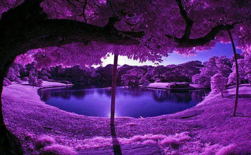 Gợi mở không gian mơ mộng với những cây màu tím quyến rũ và thơ mộng trong bức ảnh. Cảnh vật tuyệt đẹp giữa những hạt nắng chiều lấp lánh sẽ làm cho bạn thích thú và cảm nhận sự trẻ trung của cuộc sống.