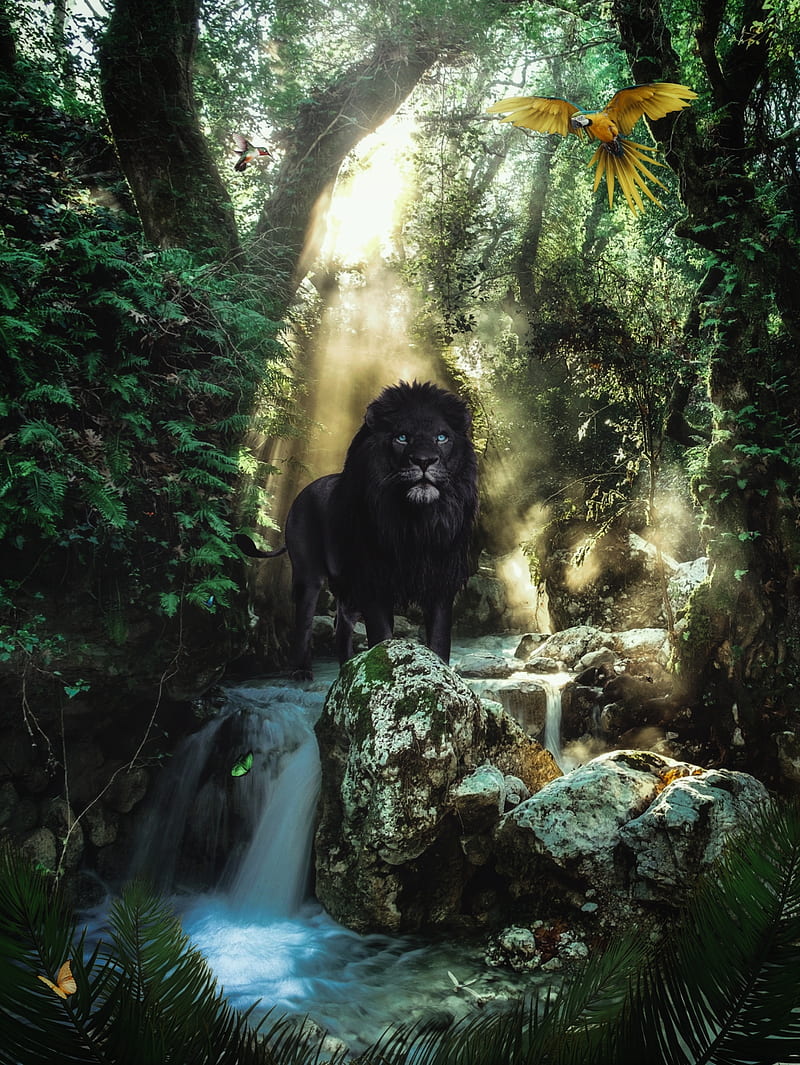 The black Lion Jungle, animal, animals, black lion, forest, jungle, king, lion, parrot, wild, wildlife, HD phone wallpaper