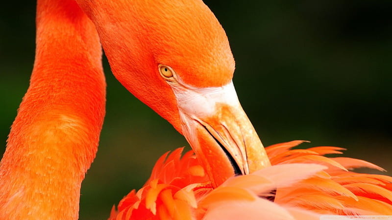 flamingo, bird, orange, pruning, HD wallpaper
