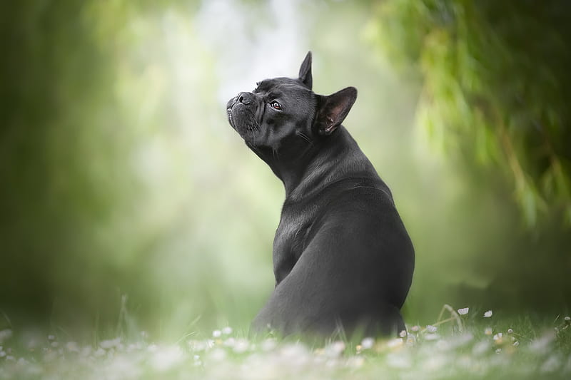 Dogs, French Bulldog, Depth Of Field, Dog, Pet, HD wallpaper | Peakpx