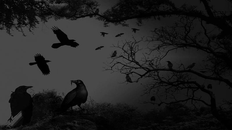 *Dark*, mistic sadness, crows, birds, abstract, fog, ravens, goth, fantasy, darkness dark, night, HD wallpaper