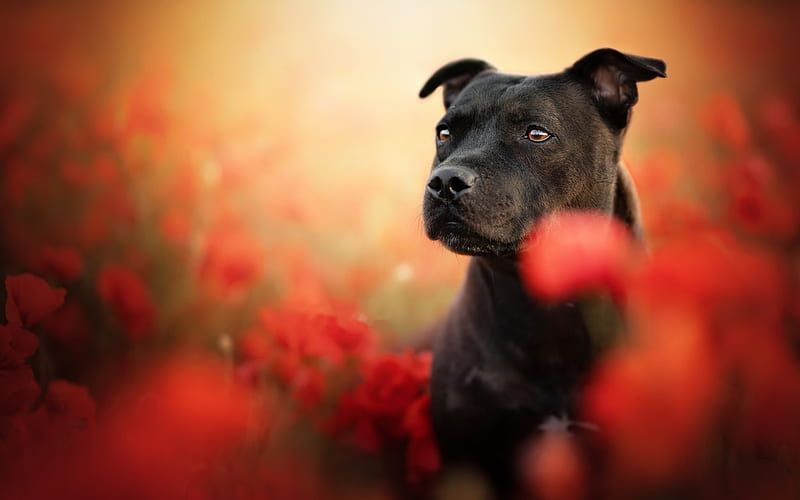 Staffordshire Bull Terrier, bokeh, black dog, forest, dogs, cute animals, pets, black Bull Terrier, Staffordshire Bull Terrier Dog, HD wallpaper