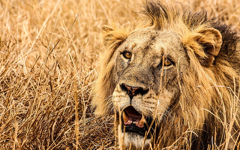 lion, grassland, savannah, Africa, wildlife, Panthera leo, HD wallpaper