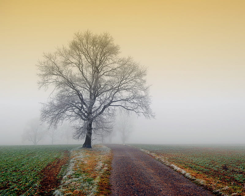 Nature , bonito, fog, green nature, road, tree, way, HD wallpaper