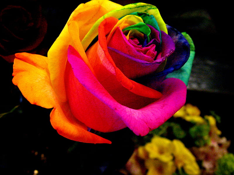 Rainbow_rose, 3d, rose, flower, colors, rainbow, HD wallpaper | Peakpx