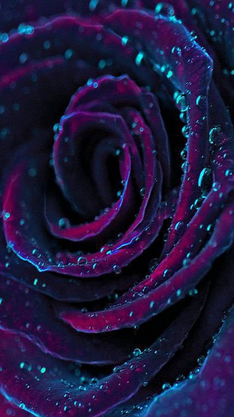Purple flower, prple, rain, roses, drops, flowers, turquoise ...
