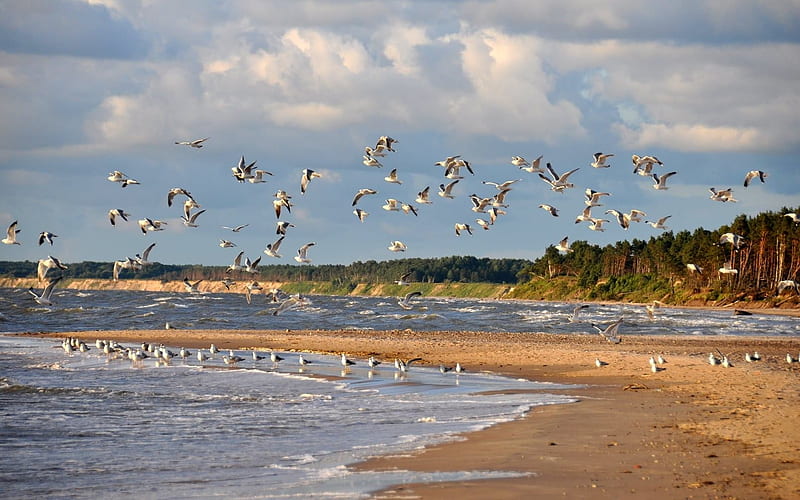 Seagulls over Beach, Latvia, beach, seagulls, coast, HD wallpaper
