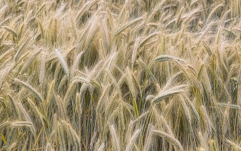 Barley, ears, cereals, field, HD wallpaper