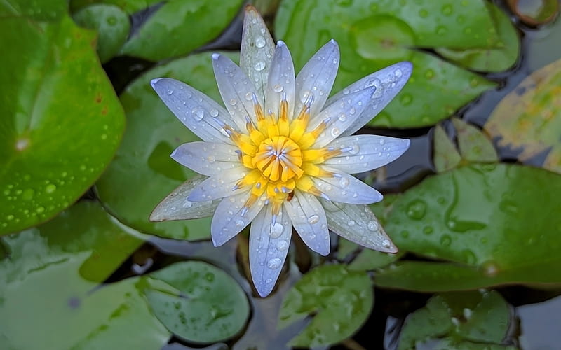 Nymphaea Lotus, flower, leaves, lotus, blue, water, HD wallpaper