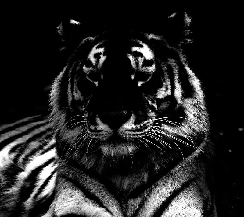 Tiger V2, android, animal, black, new, pet, white, HD wallpaper