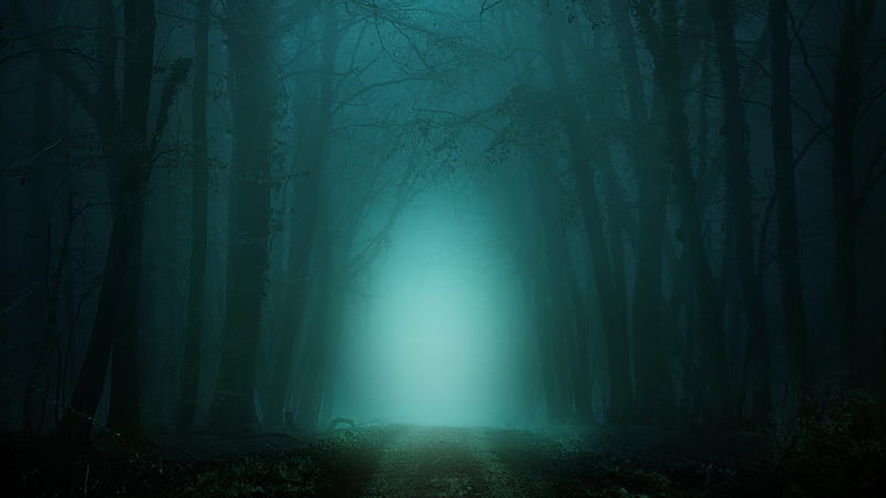 Dark forest, foggy, scary, path, trees, Nature, HD wallpaper | Peakpx