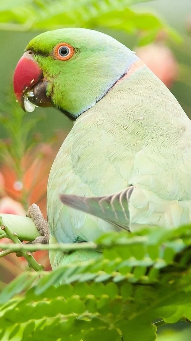 Parrot Live, Ringed Parakeet, Green Leaves Background, pet, HD phone wallpaper