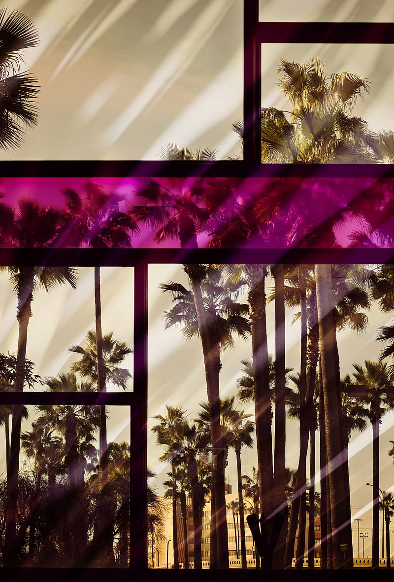 palm, window, glass, frame, color, reflection, HD phone wallpaper