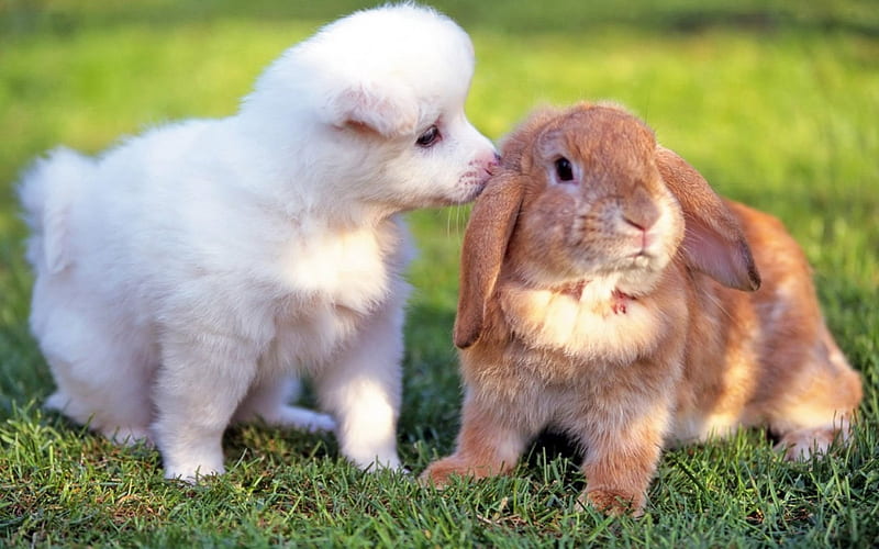 Puppy and Bunny, rabit, bunny, puppy, dog, animal, HD wallpaper | Peakpx