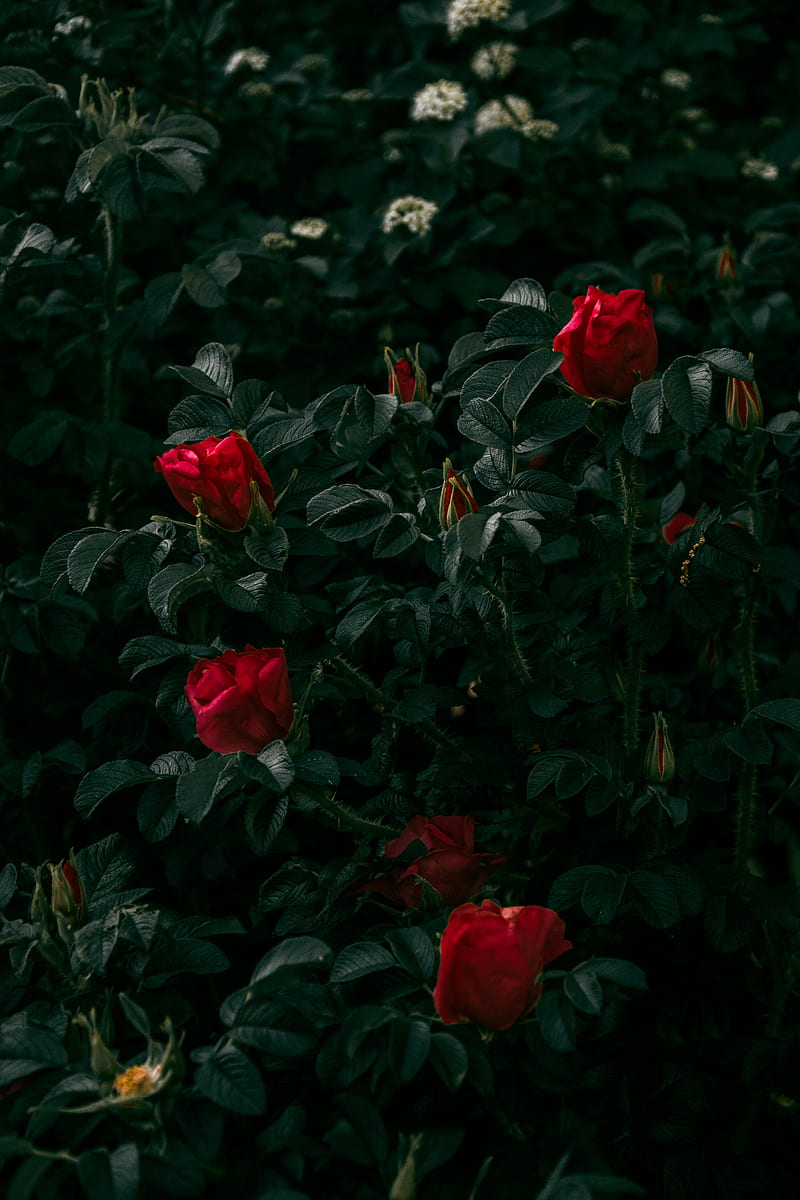 Blooming rosebush with red petals in twilight, HD phone wallpaper