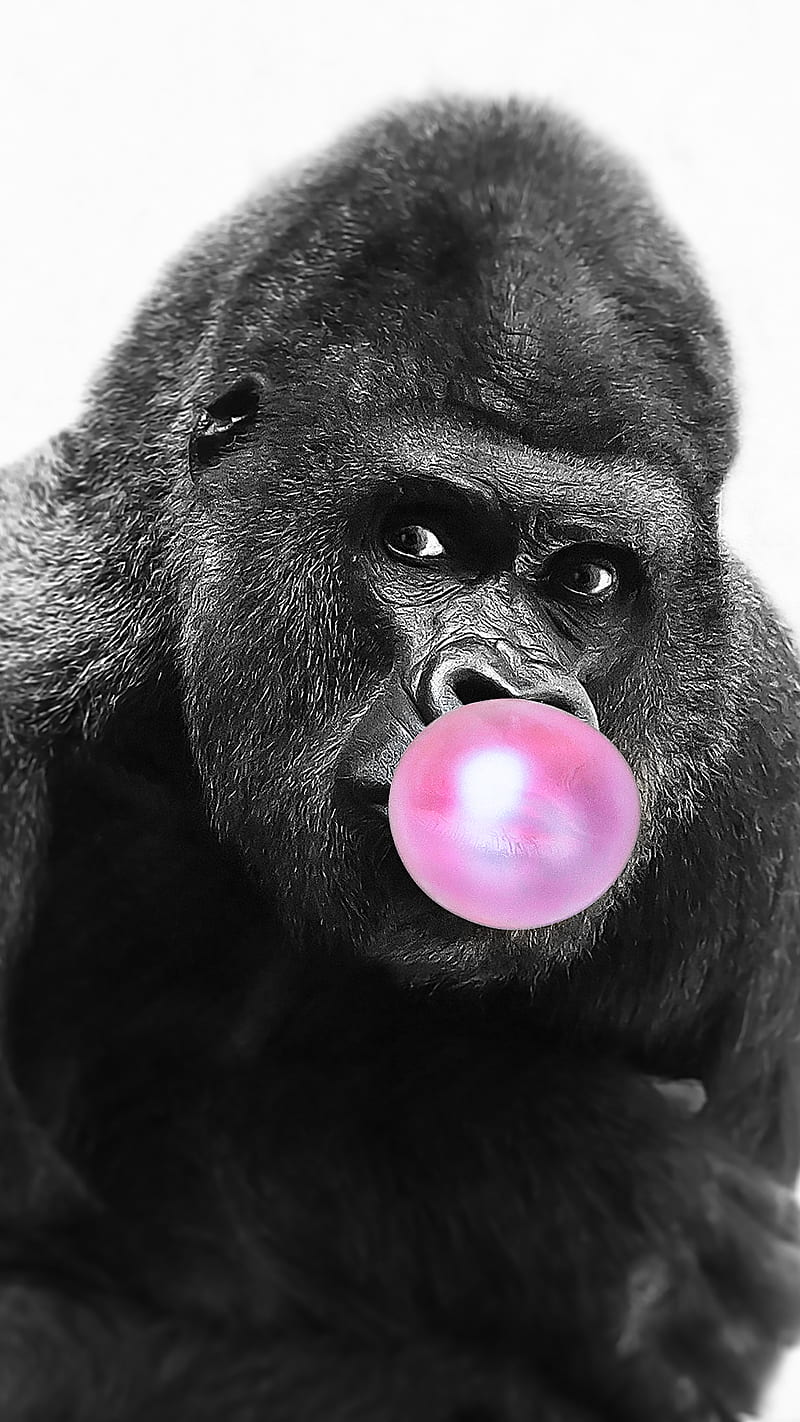 Bubble Gum Gorilla, animal, ape, bubble gum, chewing gum, collage art, cute, monkey, pink, primate, HD phone wallpaper