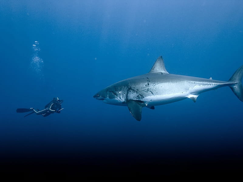 Man vs. Wild, difference, predator, Shark, wild, ocean, size, man, animal, HD wallpaper