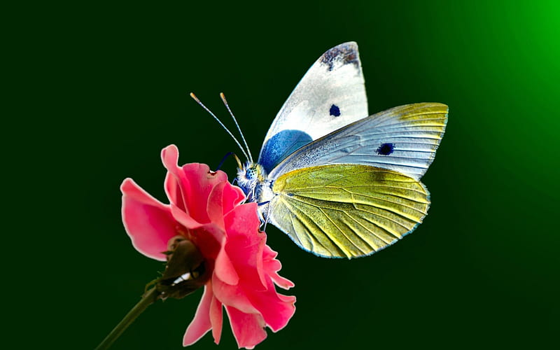 Butterfly, wings, flower, yellow, white, pink, blue, HD wallpaper | Peakpx