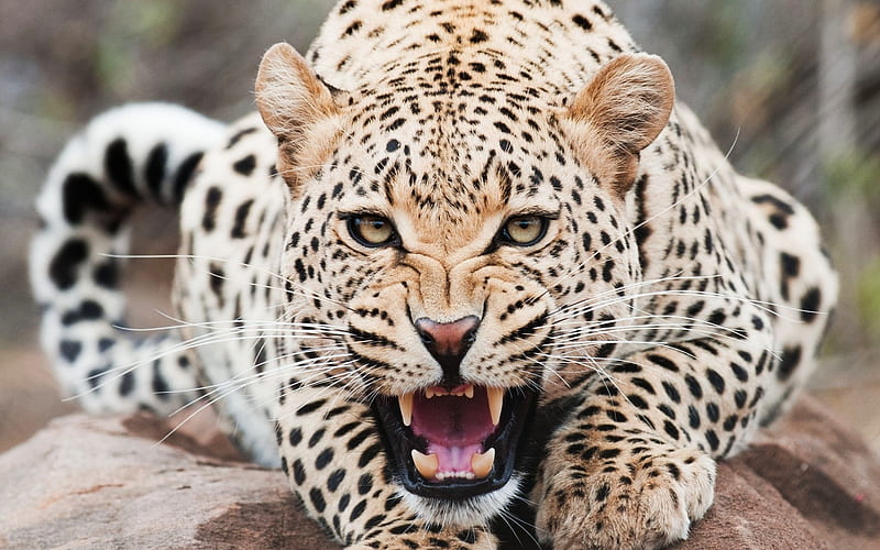 Cheetah-Animal World Series, HD wallpaper