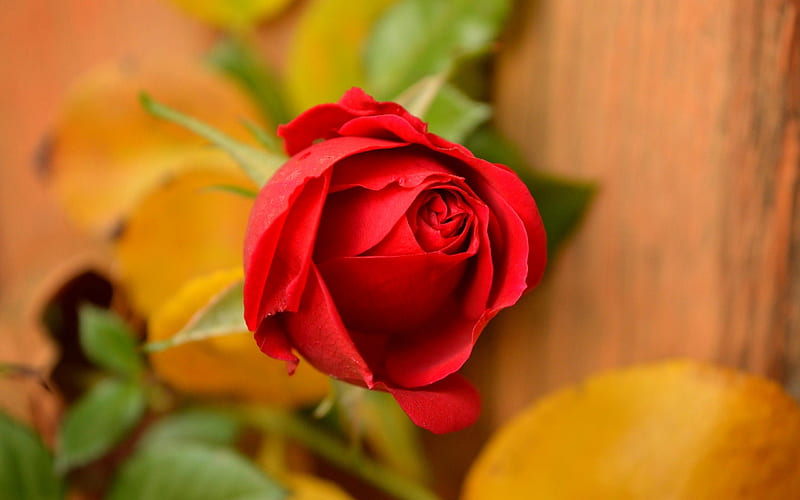 red rose, rosebud, beautiful red flower, romance, HD wallpaper