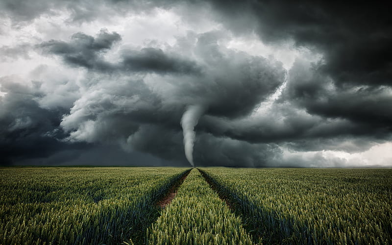 tornado, hurricane, wheat field, USA, dangerous natural phenomena, gray clouds, thunderstorm, HD wallpaper