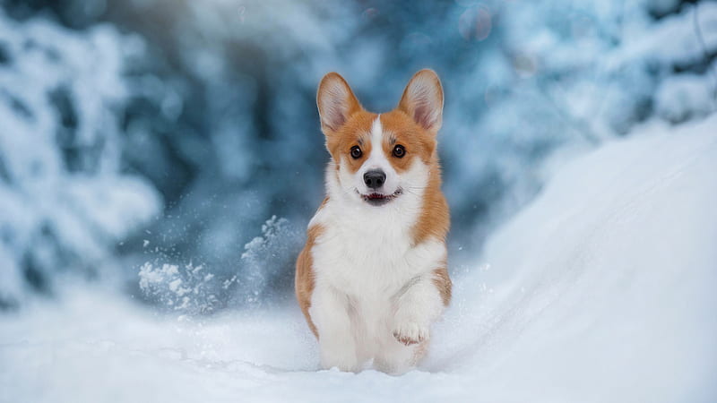 White Brown Dog Is Walking On Snow In Snow Field In Blur Background Dog, HD wallpaper
