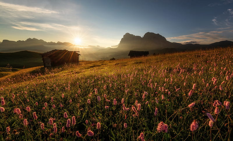 graphy, Landscape, Dawn, Dolomites, Flower, Italy, Meadow, Morning, Mountain, South Tyrol, Sunrise, HD wallpaper