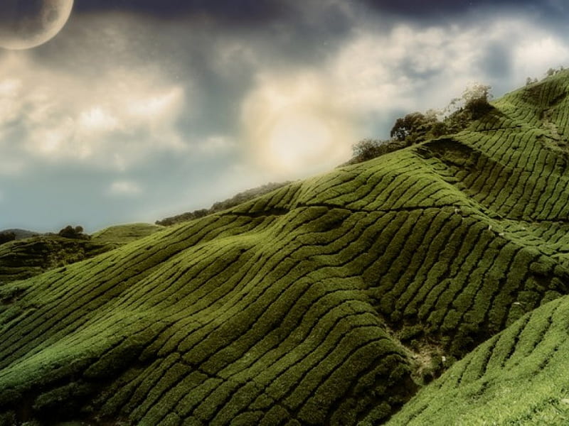 Grassy Hills, hills, moon, sky, grass, HD wallpaper