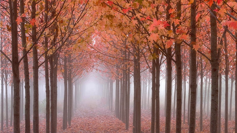 Maple Trees in the Mist, leaves, trees, trunks, moisture, HD wallpaper