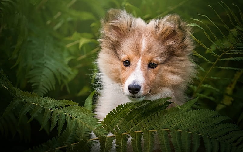 collie, brown fluffy puppy, bushes, little cute dog, puppies, pets, dogs, HD wallpaper