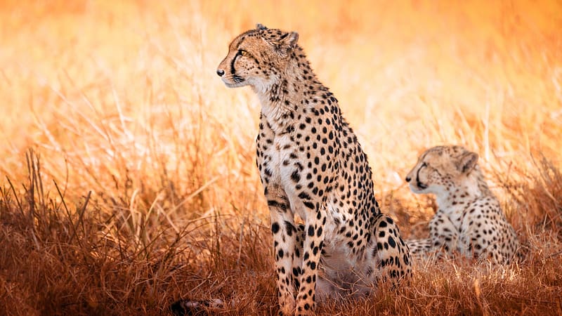 Cheetahs, landscape, skin, wildlife, beauty, pair, HD wallpaper