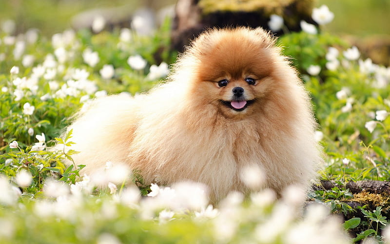 Pomeranian Spitz, bokeh, dogs, Spitz, flowers, cute animals, pets, Pomeranian, Pomeranian Spitz Dog, HD wallpaper