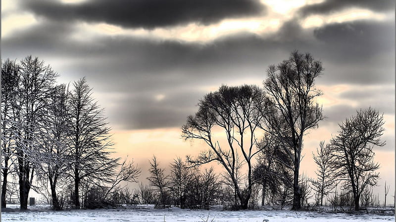 overcast winter day r, r, trees, clouds, overcast, meadow, winter, HD wallpaper