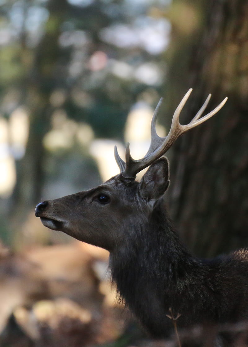 deer, animal, brown, wildlife, HD phone wallpaper
