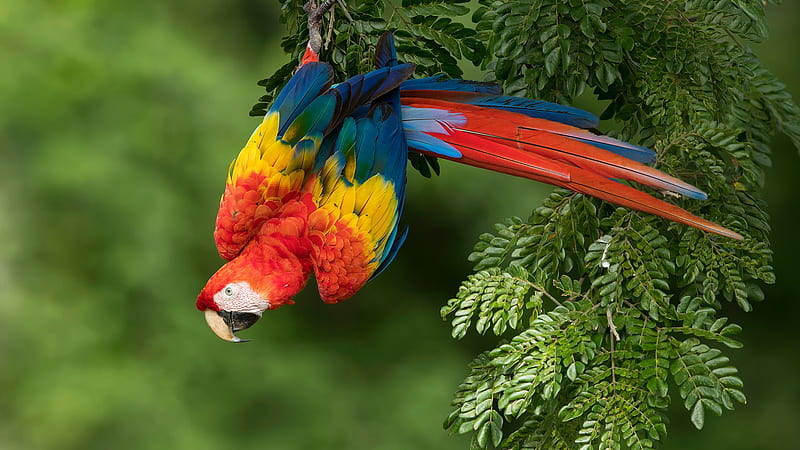 Funny Scarlet Macaw Bird In Green Background Funny Background, HD wallpaper