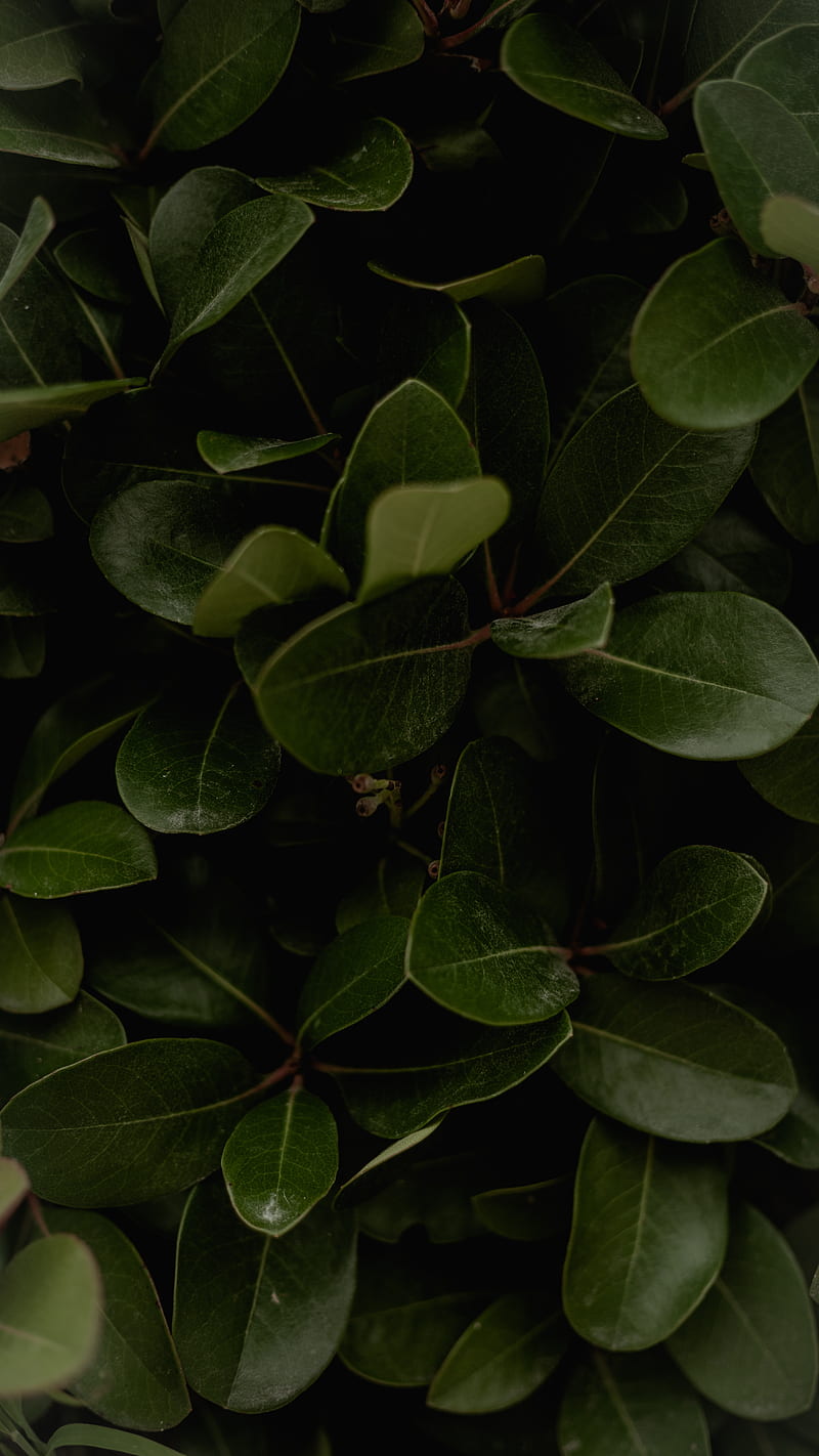 leaves, green, plant, surface, glossy, HD phone wallpaper