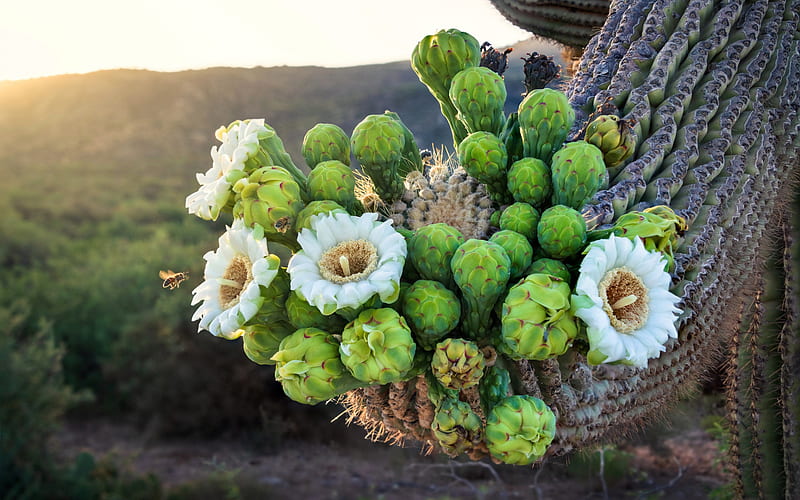 white flowers on a cactus, evening, sunset, cactus, desert, HD wallpaper
