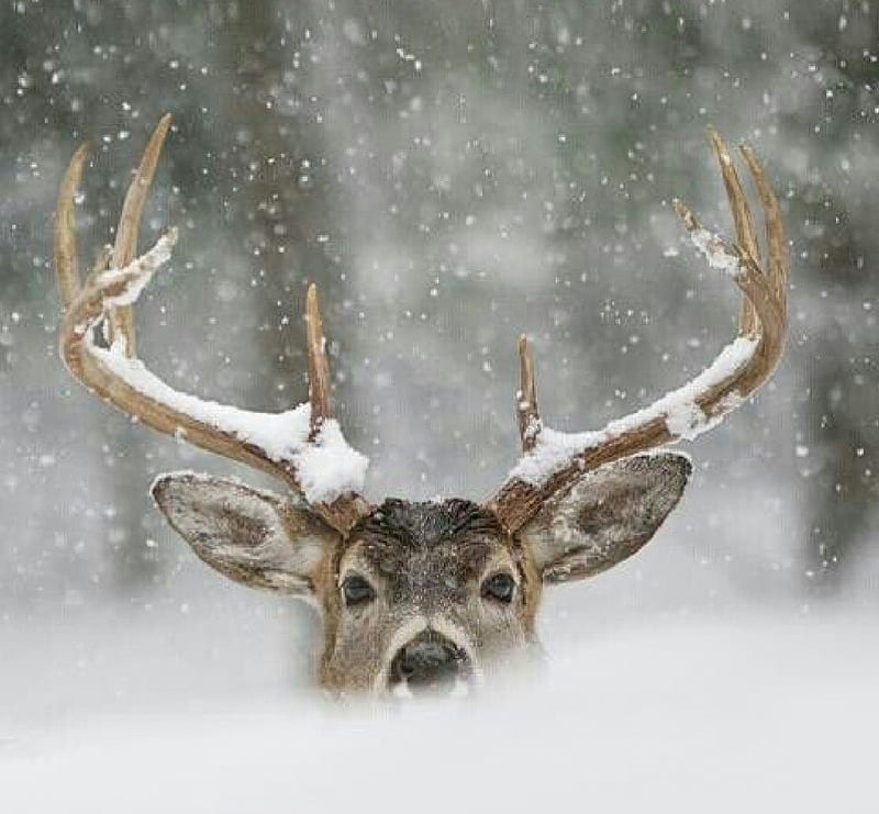 deer in snow, snow, winter, animals, deer, HD wallpaper