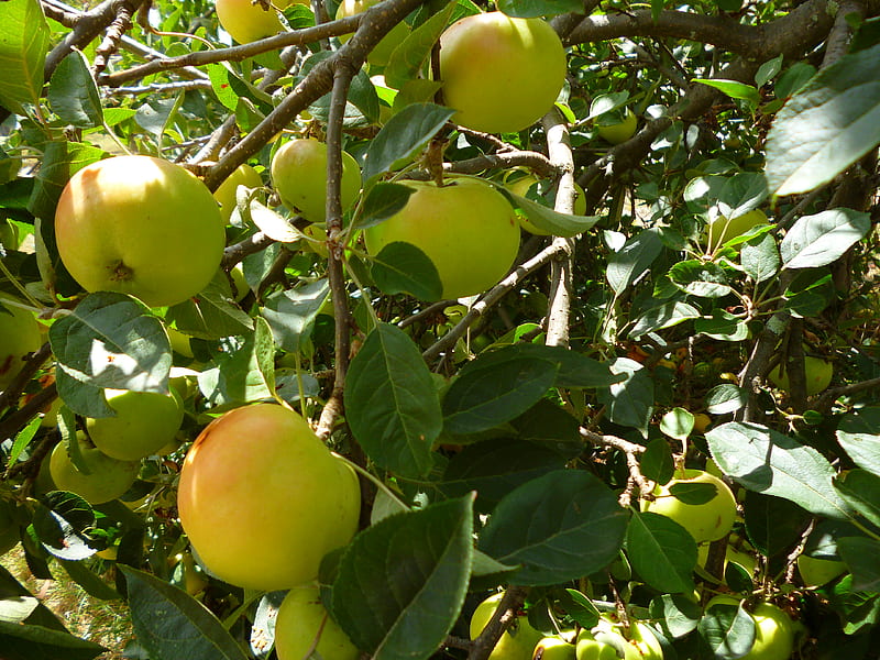 Juicy apples, fruit, food, apples, nature, trees, orchards, juicy, HD wallpaper