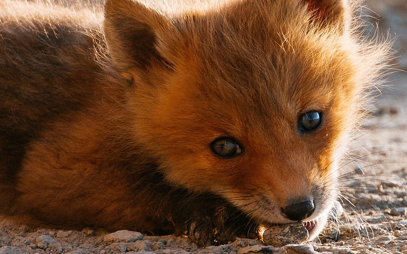 small fox, cute animals, forest inhabitants, wildlife, foxes, HD wallpaper