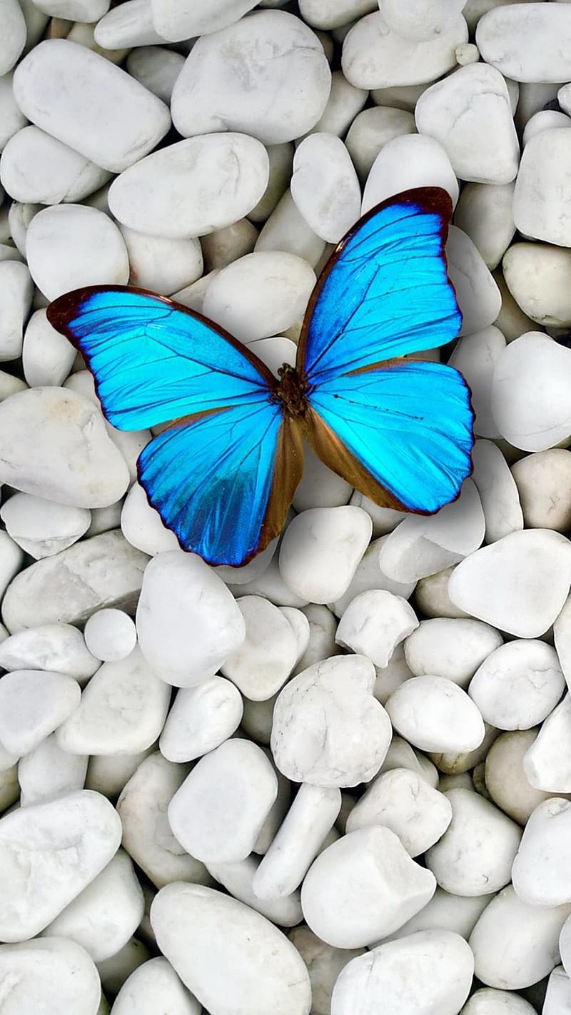 Whatsapp Dp 3d, blue butterfly, blue, butterfly, HD phone