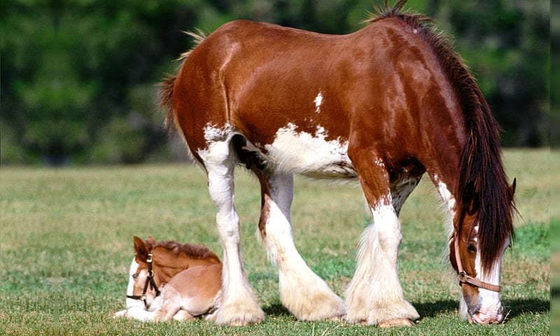 Clydesdale Mare And Foal, Baby, Horse, Clydesdale, Foal, Mother, Mare, HD wallpaper