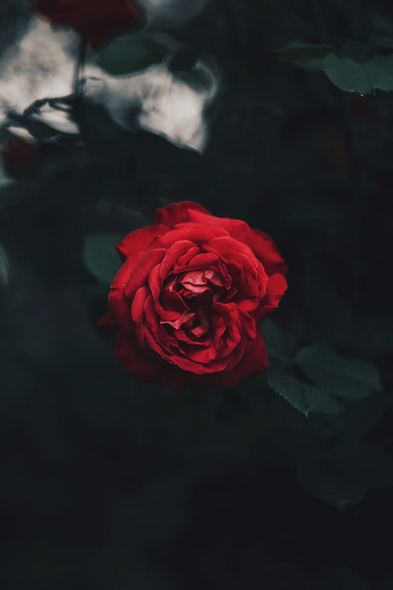 rose, bud, red, dark, blur, garden, HD phone wallpaper