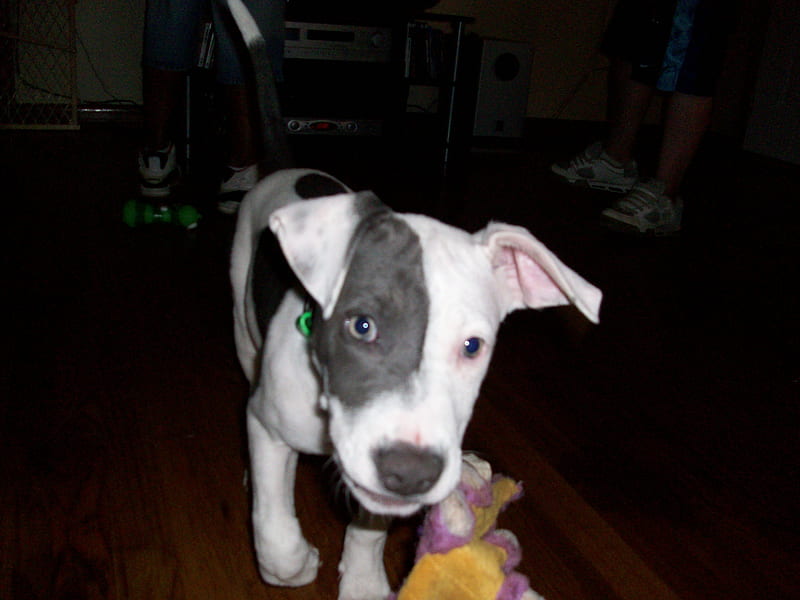 big diesel, pit bull pup, blue and white pit bull, pit bull, dogs, diesel, HD wallpaper